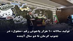 تولید سالانه ۱۰ هزار پاجوش رقم «مجول» در جنوب کرمان تا دو سال آینده